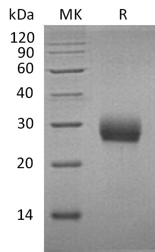 BL-1118NP: Greater than 95% as determined by reducing SDS-PAGE. (QC verified)