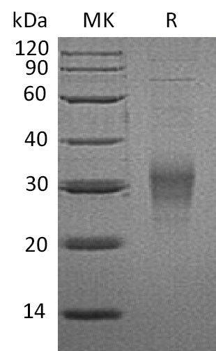 BL-1116NP: Greater than 95% as determined by reducing SDS-PAGE. (QC verified)