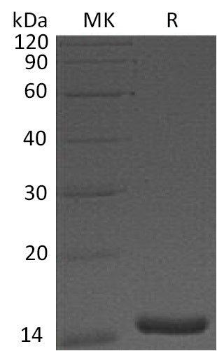 BL-1974NP: Greater than 95% as determined by reducing SDS-PAGE. (QC verified)