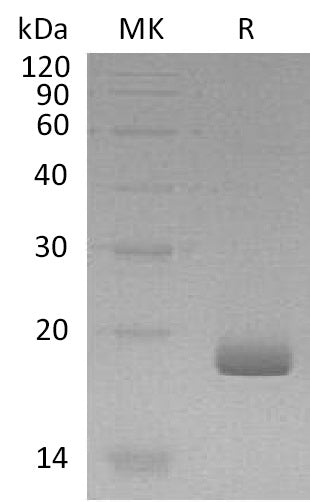 BL-1975NP: Greater than 95% as determined by reducing SDS-PAGE. (QC verified)