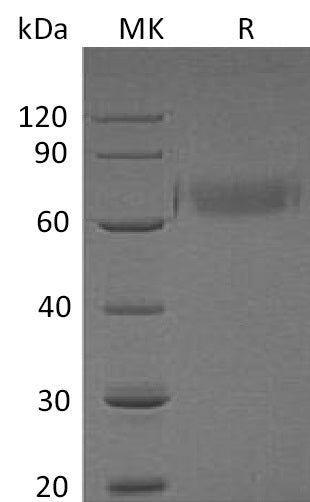 BL-1973NP: Greater than 95% as determined by reducing SDS-PAGE. (QC verified)