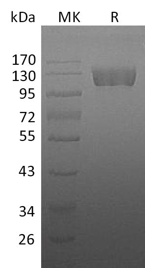 BL-0175NP: Greater than 95% as determined by reducing SDS-PAGE. (QC verified)