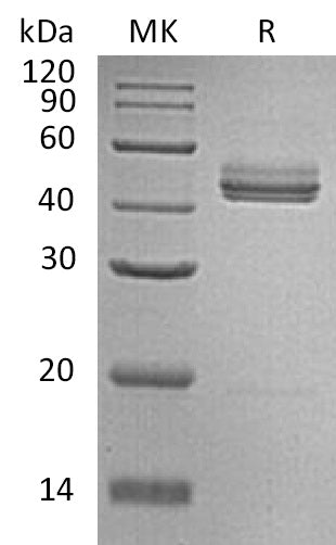 BL-1977NP: Greater than 95% as determined by reducing SDS-PAGE. (QC verified)