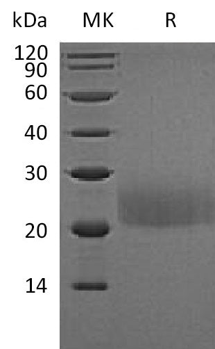 BL-1980NP: Greater than 95% as determined by reducing SDS-PAGE. (QC verified)