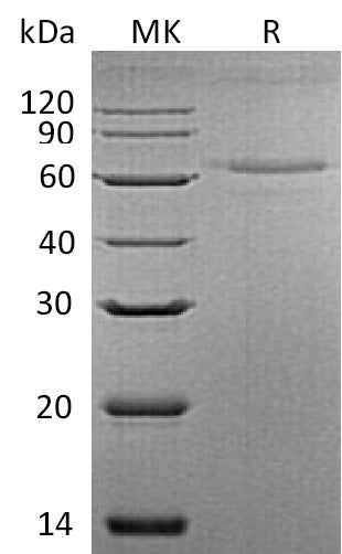 BL-1127NP: Greater than 90% as determined by reducing SDS-PAGE. (QC verified)