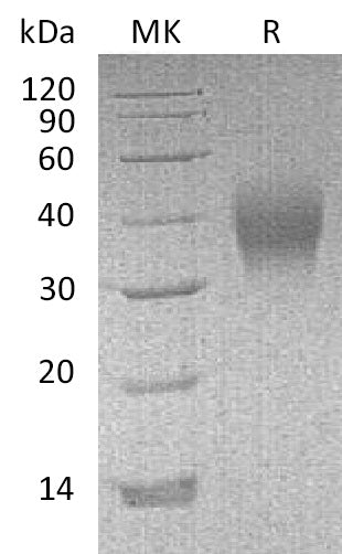 BL-1121NP: Greater than 95% as determined by reducing SDS-PAGE. (QC verified)