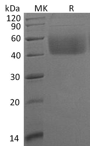 BL-1248NP: Greater than 95% as determined by reducing SDS-PAGE. (QC verified)