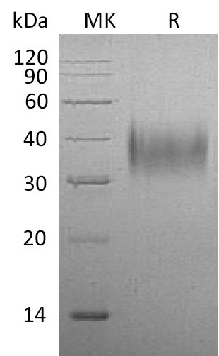 BL-1125NP: Greater than 95% as determined by reducing SDS-PAGE. (QC verified)