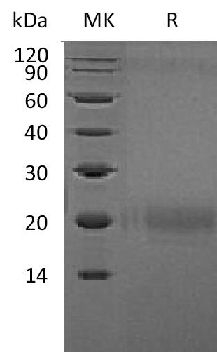 BL-1979NP: Greater than 95% as determined by reducing SDS-PAGE. (QC verified)