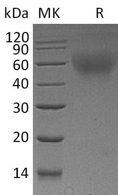 BL-1126NP: Greater than 95% as determined by reducing SDS-PAGE. (QC verified)