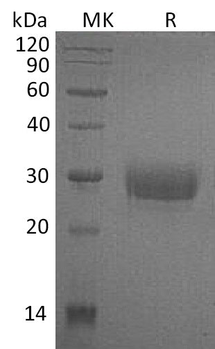 BL-0399NP: Greater than 95% as determined by reducing SDS-PAGE. (QC verified)