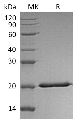 BL-1124NP: Greater than 95% as determined by reducing SDS-PAGE. (QC verified)