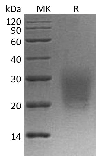 BL-1137NP: Greater than 95% as determined by reducing SDS-PAGE. (QC verified)