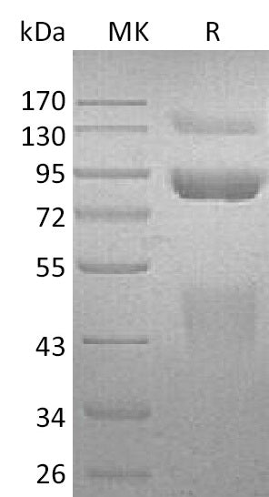 BL-2539NP: Greater than 95% as determined by reducing SDS-PAGE. (QC verified)