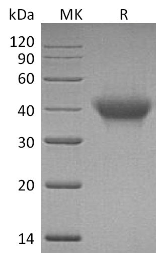 BL-1143NP: Greater than 95% as determined by reducing SDS-PAGE. (QC verified)