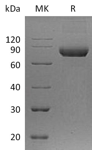 BL-0180NP: Greater than 95% as determined by reducing SDS-PAGE. (QC verified)