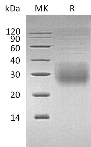 BL-1981NP: Greater than 95% as determined by reducing SDS-PAGE. (QC verified)