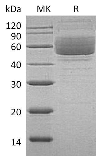 BL-0179NP: Greater than 95% as determined by reducing SDS-PAGE. (QC verified)