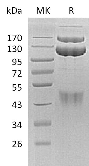 BL-0178NP: Greater than 95% as determined by reducing SDS-PAGE. (QC verified)