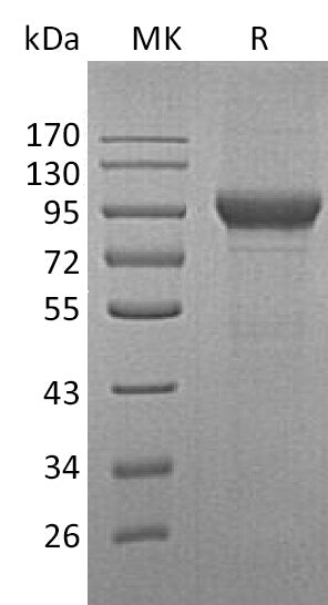 BL-1983NP: Greater than 95% as determined by reducing SDS-PAGE. (QC verified)