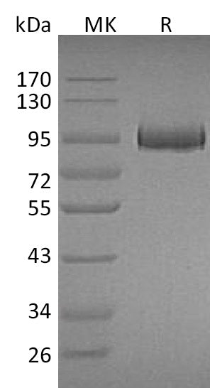 BL-1986NP: Greater than 95% as determined by reducing SDS-PAGE. (QC verified)