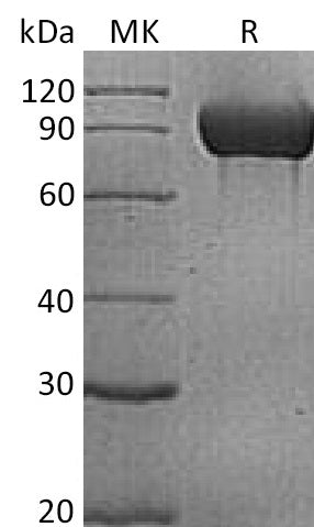 BL-1145NP: Greater than 95% as determined by reducing SDS-PAGE. (QC verified)