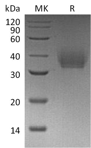 BL-1152NP: Greater than 95% as determined by reducing SDS-PAGE. (QC verified)