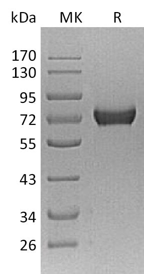 BL-1982NP: Greater than 95% as determined by reducing SDS-PAGE. (QC verified)