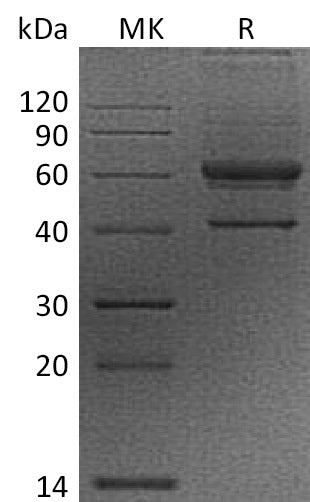 BL-2016NP: Greater than 95% as determined by reducing SDS-PAGE. (QC verified)