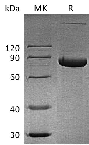 BL-0181NP: Greater than 95% as determined by reducing SDS-PAGE. (QC verified)