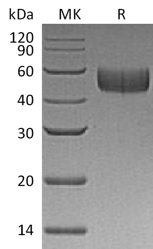 BL-1153NP: Greater than 95% as determined by reducing SDS-PAGE. (QC verified)