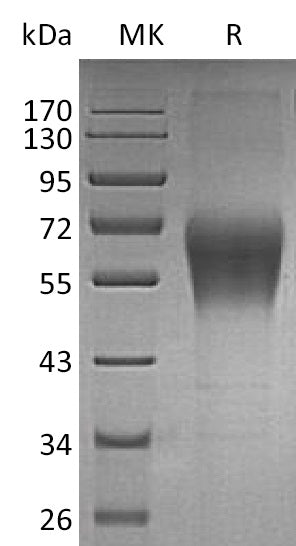 BL-0186NP: Greater than 95% as determined by reducing SDS-PAGE. (QC verified)