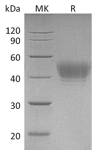 BL-2582NP: Greater than 95% as determined by reducing SDS-PAGE. (QC verified)