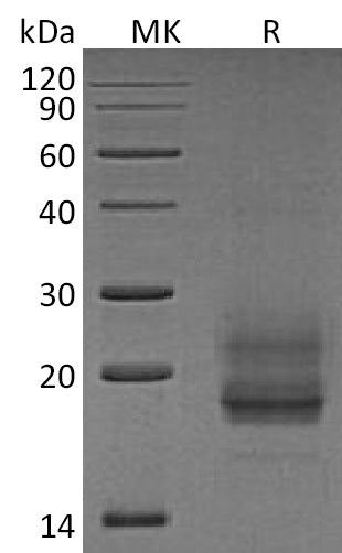 BL-1991NP: Greater than 95% as determined by reducing SDS-PAGE. (QC verified)