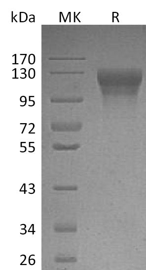 BL-1992NP: Greater than 95% as determined by reducing SDS-PAGE. (QC verified)