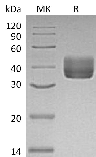 BL-1161NP: Greater than 95% as determined by reducing SDS-PAGE. (QC verified)