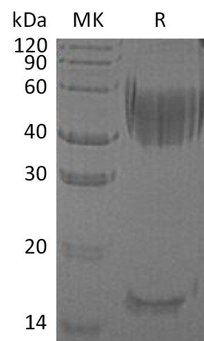 BL-2392NP: Greater than 95% as determined by reducing SDS-PAGE. (QC verified)