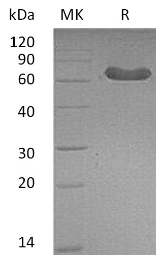 BL-2380NP: Greater than 95% as determined by reducing SDS-PAGE. (QC verified)