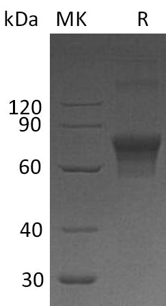 BL-0800NP: Greater than 90% as determined by reducing SDS-PAGE. (QC verified)