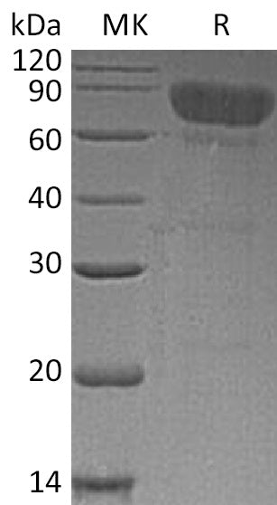 BL-0066NP: Greater than 85% as determined by reducing SDS-PAGE. (QC verified)