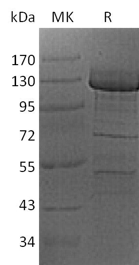 BL-2138NP: Greater than 75% as determined by reducing SDS-PAGE. (QC verified)