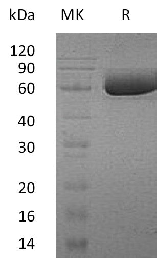 BL-0797NP: Greater than 95% as determined by reducing SDS-PAGE. (QC verified)