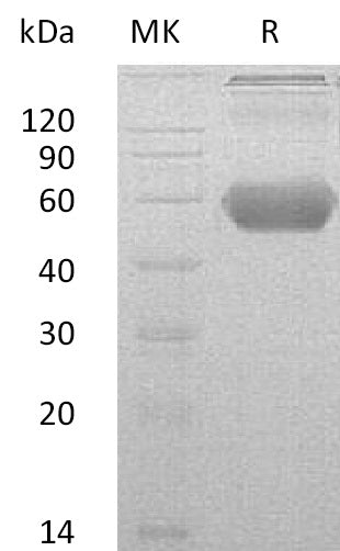 BL-0802NP: Greater than 90% as determined by reducing SDS-PAGE. (QC verified)