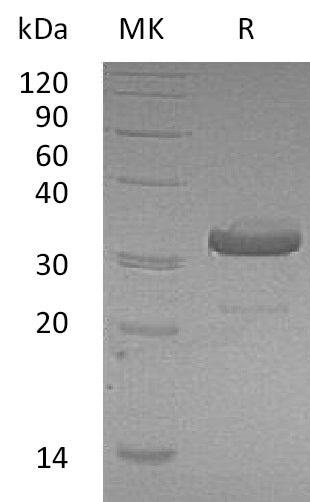 BL-2383NP: Greater than 95% as determined by reducing SDS-PAGE. (QC verified)