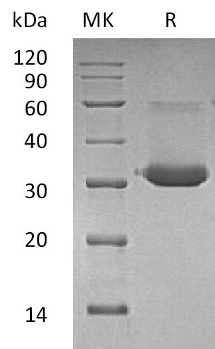 BL-2385NP: Greater than 85% as determined by reducing SDS-PAGE. (QC verified)