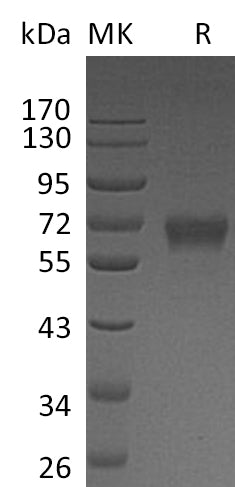 BL-0076NP: Greater than 95% as determined by reducing SDS-PAGE. (QC verified)