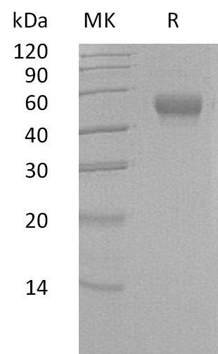 BL-2382NP: Greater than 95% as determined by reducing SDS-PAGE. (QC verified)