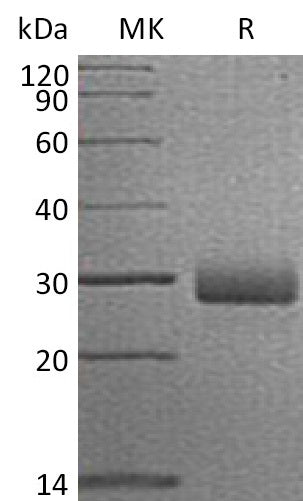 BL-0805NP: Greater than 95% as determined by reducing SDS-PAGE. (QC verified)