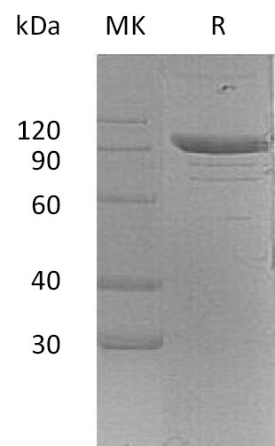 BL-2387NP: Greater than 95% as determined by reducing SDS-PAGE. (QC verified)