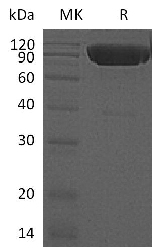 BL-0803NP: Greater than 95% as determined by reducing SDS-PAGE. (QC verified)